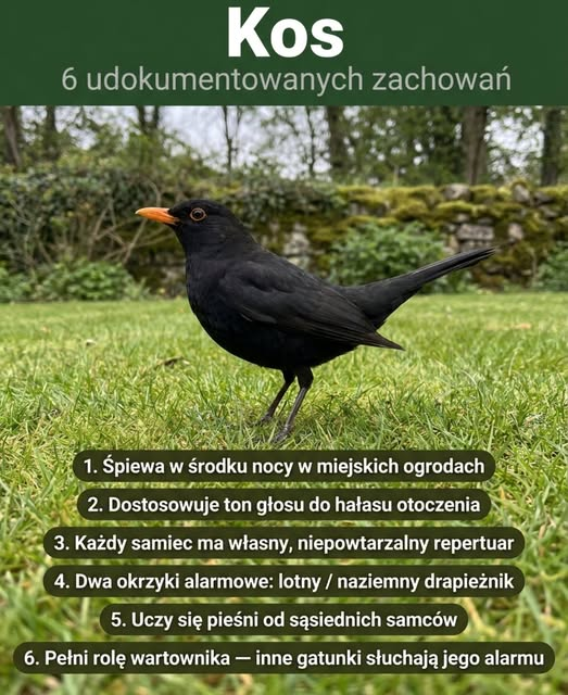 BrunoJasienski's tweet photo. https://t.co/OA13cKptRg