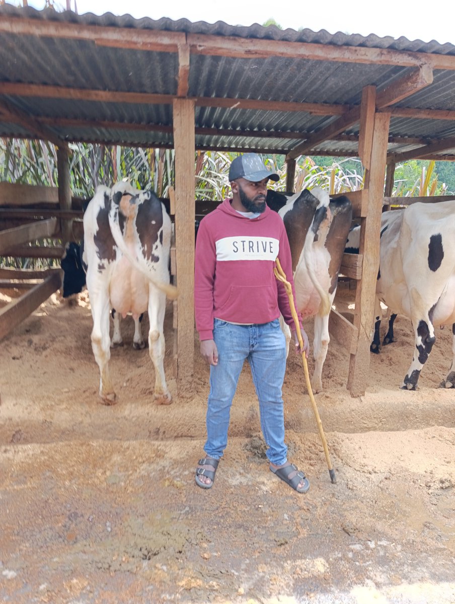 Kimani__Ke's tweet photo. 📞📞+254708071025 
📌📌Githunguri, Sub-County 
Production 30-40L🐄🐄
Prices Ksh 280,000 slightly negotiable 🤝🤝
Delivery to your doorstep🇺🇬🇹🇿🇹🇿 🛻🛻
PAY ON DELIVERY ✅✅

Utumishi https://t.co/0D7z0QXfmX