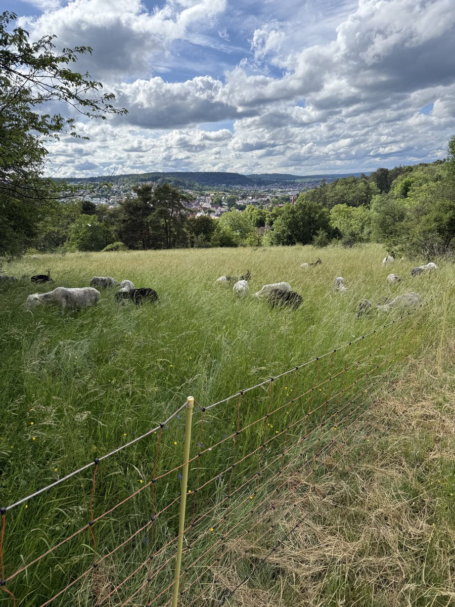 Ziegenmama's tweet photo. Im hohen Gras verschluckt. Es ist so wunderschön in den alten Schafweiden. Ich liebe es mit den Schafen. https://t.co/Y82xl0wQzj