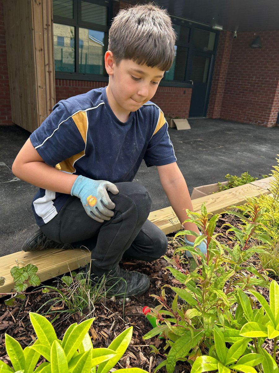 CourtSchool's tweet photo. At YC WEST, we have just started a gardening club. The pupils, and staff, are 🥰 it and are having loads of fun together! Da iawn pawb 🌺 🍅 🪴 https://t.co/FrdvoxX1lg