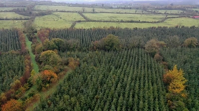 rinagaelriochta's tweet photo. "Forest" cover in Ireland but then you look closer and it's just sitka mono-culture.

(I am racist against sitka spruce.) https://t.co/6XpRUvNZYO