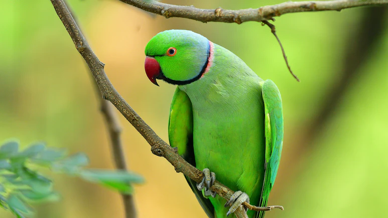 ndtv's tweet photo. Scientists Confirm That Birds Masturbate Too, Call It "Healthy, Natural And Widespread" https://t.co/KdLyxiGn7y https://t.co/x6vMbtkFIs