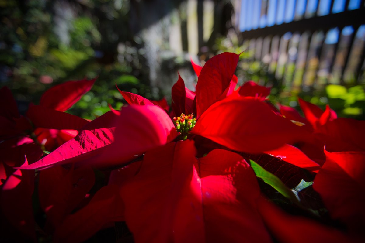 JohnGetchel's tweet photo. Today's Photo Challenge is the color RED 

Quote it or Share it 👇

Fun fact: Red is a powerful primal color that instantly raises your heart rate, boosts energy and appetite, sparks passion & excitement, and makes you feel more attractive and dominant. It grabs attention and screams action! 📷
