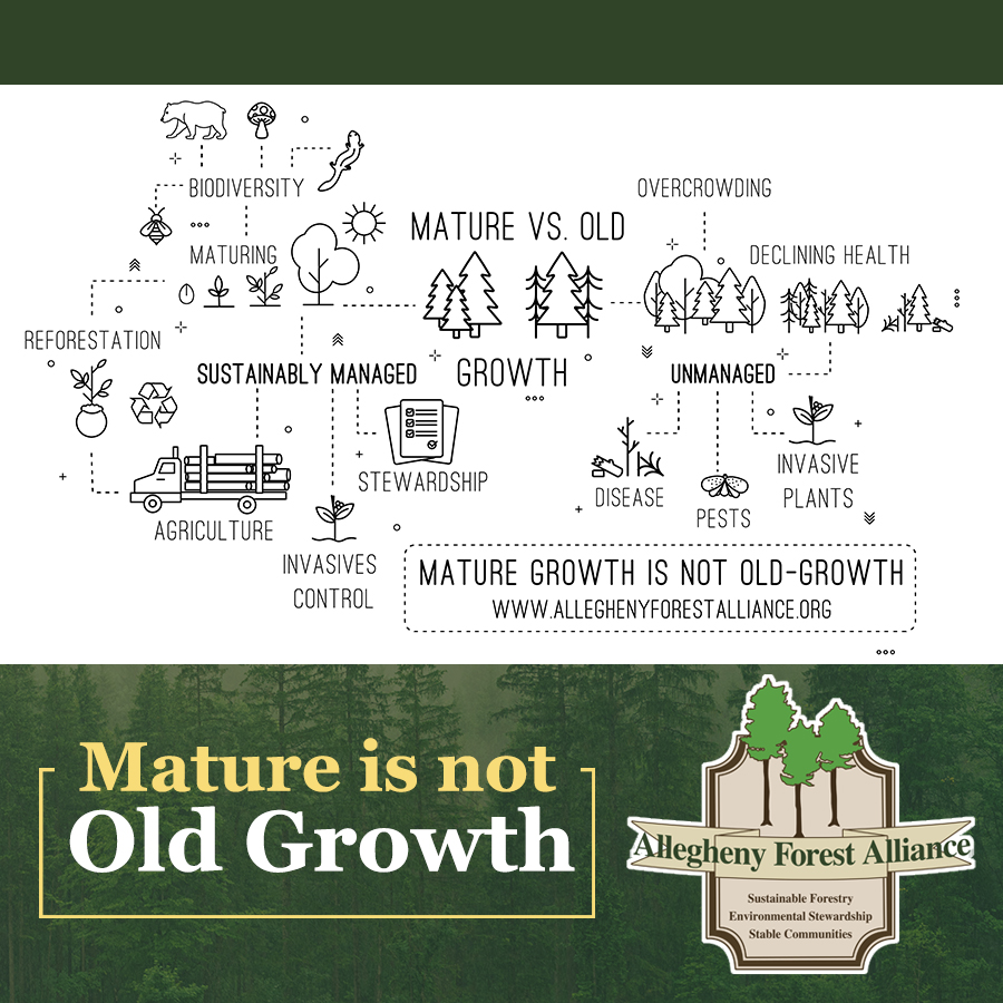 AlleghenyFA's tweet photo. Mature forests have been managed for their best health and biodiversity, are harvested to provide wood products and economic benefits, then regenerated to grow again.  https://t.co/X9glSZUqzN https://t.co/DRkSWwHiRa