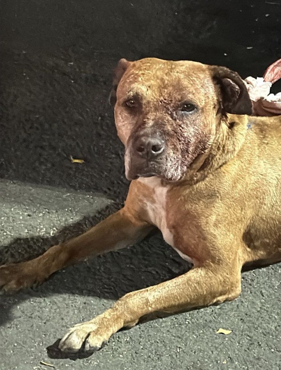 la_reinota_'s tweet photo. Me pueden ayudar con su magia? 
Necesito encontrar un espacio para resguardar a este perrito 

Ayer su cuidador lo abandonó xq no quiso hacerse responsable de los gastos después de una pelea con otro perrito 

Es tranquilo con los humanos, reactivo con otros perros https://t.co/Thsvbchkxx