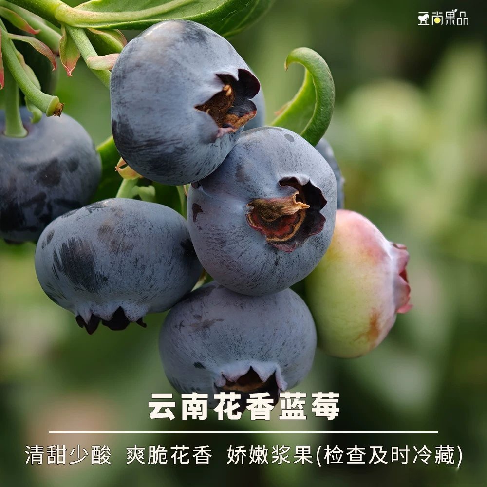Jarredred's tweet photo. Just tried fresh wild blueberries from a local farm—burst with natural sweetness, no added sugar, and tiny juicy bites perfect for morning oats or snacking! https://t.co/1tAjCJAwbv
