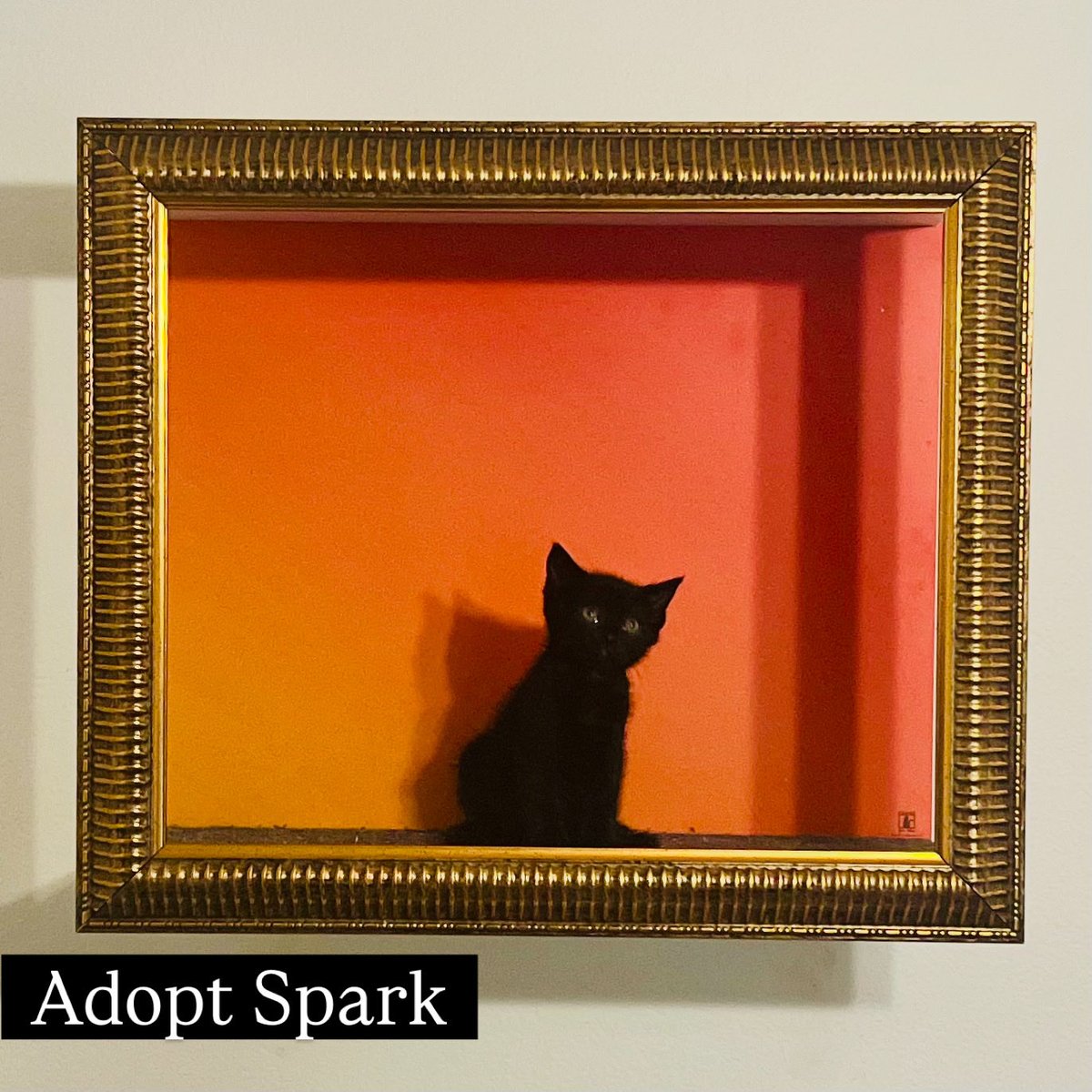 FrameYourFeline's tweet photo. Spark! https://t.co/SG8c21KYD3 https://t.co/T2R9n0J5ko
