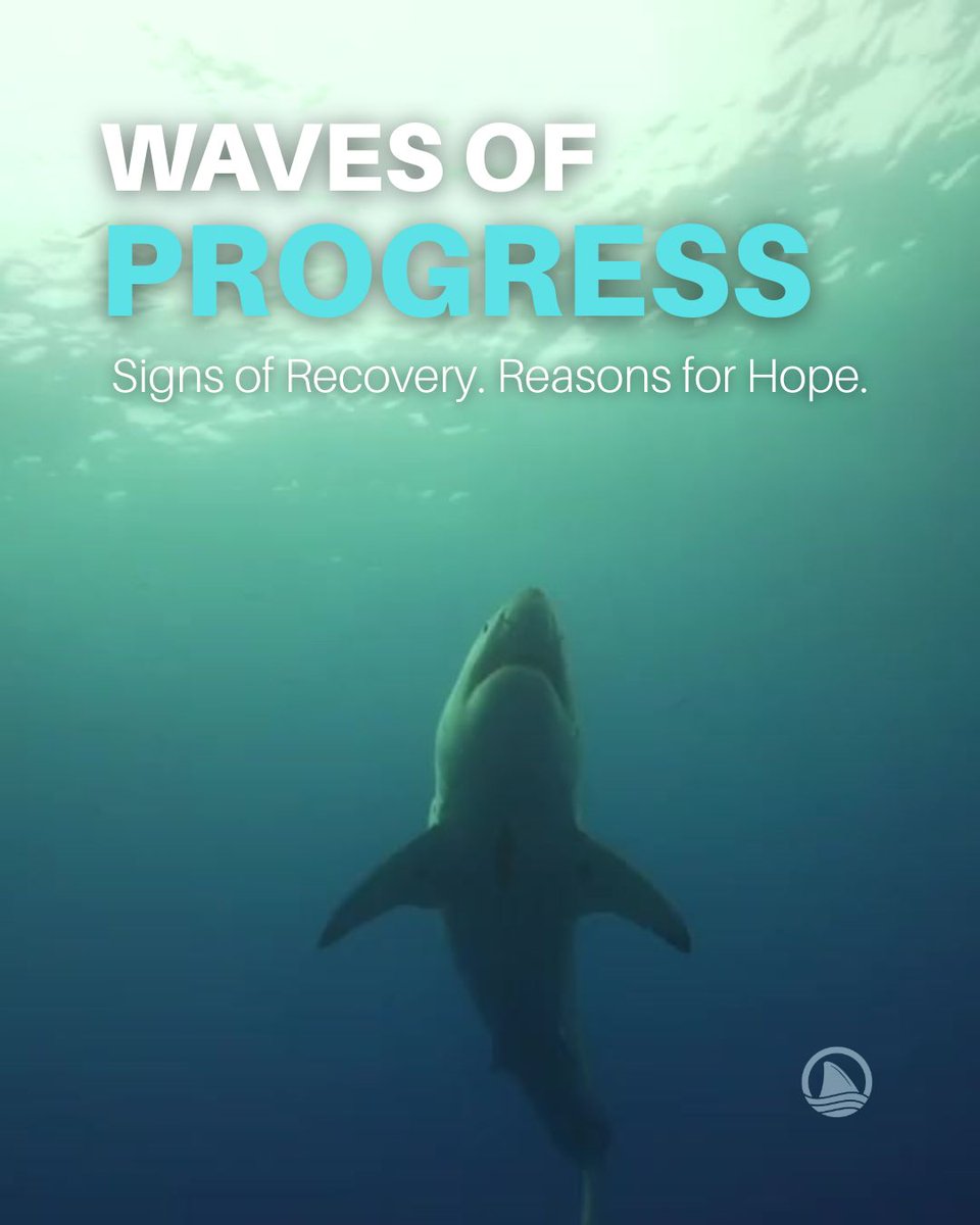 OCEARCH's tweet photo. 🦈 In celebration of #WorldOceanDay, we’re highlighting real conservation wins happening across our ocean. Proof that science and collaborative protection efforts are making a difference. 🌊

See some recent ocean wins in the thread below 👇 https://t.co/LooIojBeTq