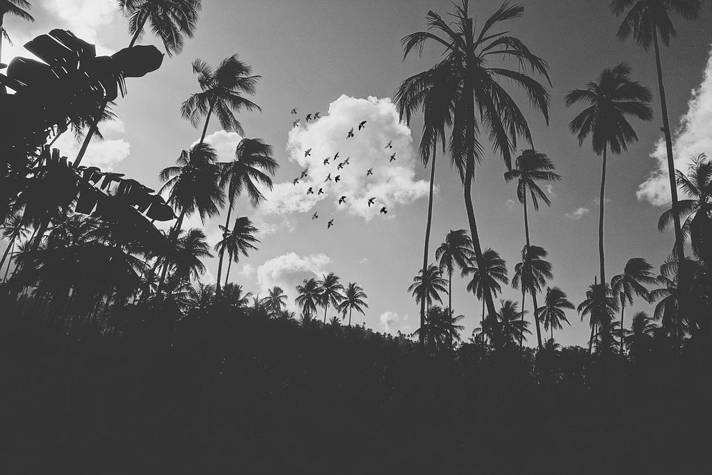 x_miromiro's tweet photo. The birds don't leave. They are let go.

A palm in the act of release — arms stretched wide, stillness becoming motion. Not reaching. Letting go.

"Pal Mad Tree" — photography

12 editions · 6 ꜩ https://t.co/BnOco5F2OL