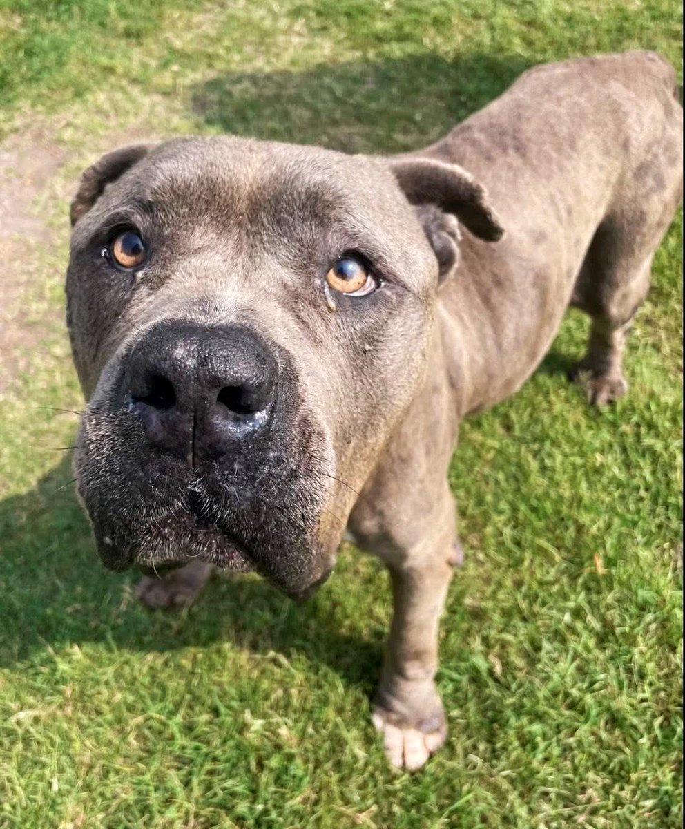 Danawb26's tweet photo. ☘️💚FIONA💚☘️#A388088

“May green be the grass you walk on, may blue be the skies above you. That pure be the joys that surround you. May true be the hearts that love you.”💚

This precious 5️⃣ yo mastiff could sure use an Irish blessing right now. Her hip is injured, she has serious hair loss, & overall neglect. 😢

Gentle & social, her sad eyes are begging for someone with a true 💚 to rescue her & love her. PLZ, before they kill her, help us save her. 🙏🏽😭🆘
Plz share & #pledge for her if you’re able to. 🫶🏽

#CorpusChristiACS
HW+ cured with 💊