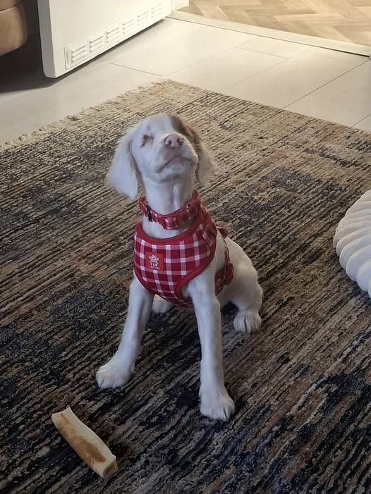 The_Animal_Team's tweet photo. ‼️URGENT FOSTER OR ADOPTION PLEASE ‼️  ELSIE is a blind female Sprocker Spaniel born in the UK in January 2026. She was born with microphthalmia (small eyes) so will never be able to see, & is typical of her breed - very vivacious indeed! BDRUK are looking for an experienced home for Elsie, somewhere she can experience the firm boundaries that she needs, training, routine, patience, & with someone around for most of the time. A home that will enjoy going back to basics with her & putting training in place. Elsie can live with other dogs but it is not known how she is with cats.
She is currently in #Northumberland, but transport can be provided to a suitable home. More information, pictures, videos & an application form on Elsie's link:
https://t.co/vP6GpniMjo
To offer or discuss a foster home, email:  foster@bdruk.org #rescuedogsrock #TeamZay