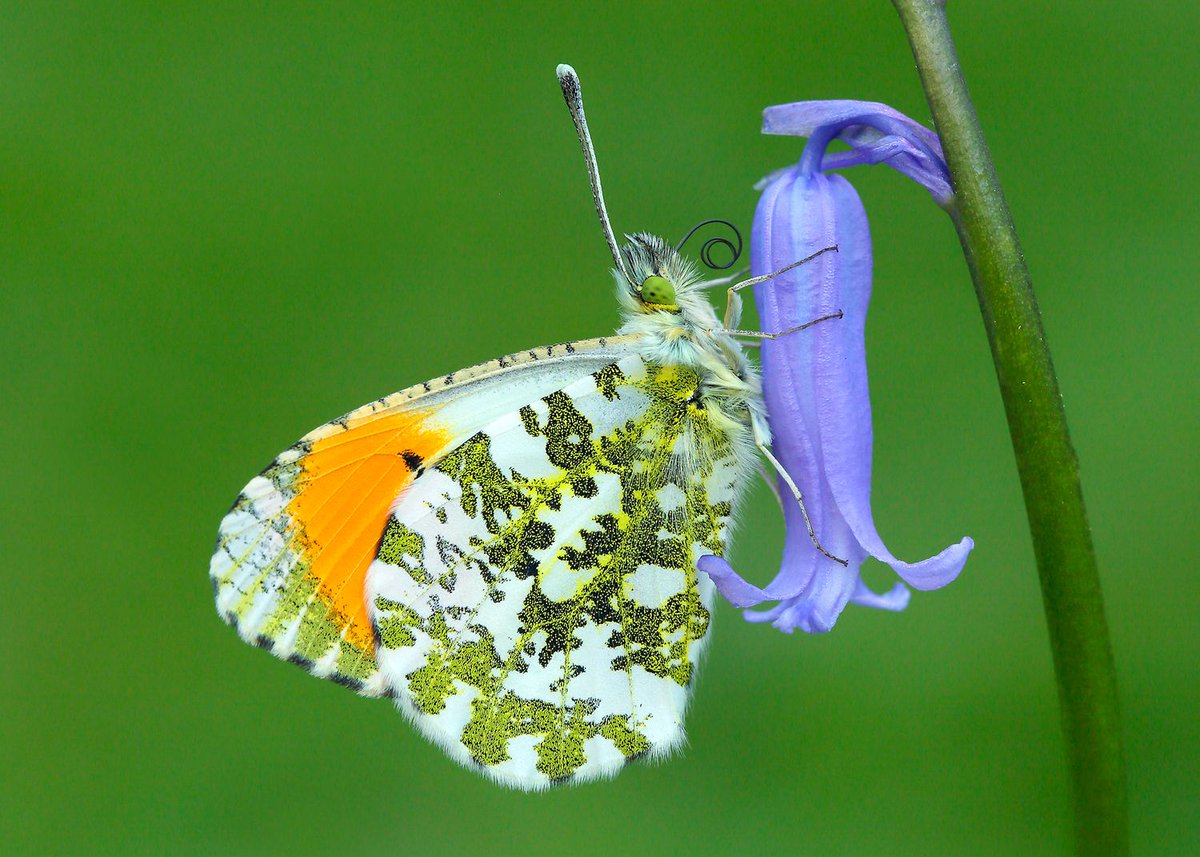 Welcome2Yorks's tweet photo. Yorkshire butterfly lovers are being encouraged to cast their vote before 7 June as the search for Britain’s Favourite Butterfly enters its final days 🦋 https://t.co/xKlmgoX4fC 

The Peacock, Orange-tip and Holly Blue are among the region’s leading contenders in the nationwide campaign by Butterfly Conservation. #wildlife #outdoors #gardens