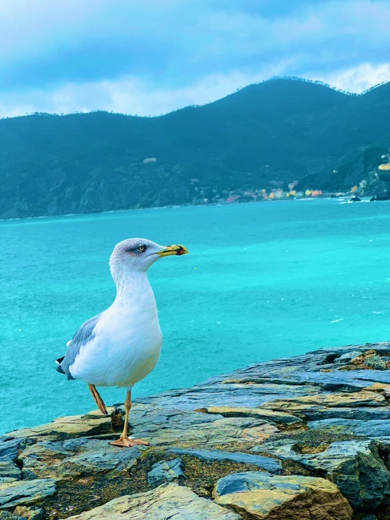 fxwright's tweet photo. #seagulls https://t.co/TSjLeareDt