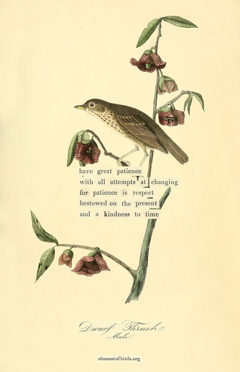 brainpickings's tweet photo. A little assurance from the dear dwarf thrush. As always, find this #birddivination as a solo print and part of the deck of 100, along with the story and process behind them, at https://t.co/r3ZY6gc3q7 https://t.co/tTos7S8LRd