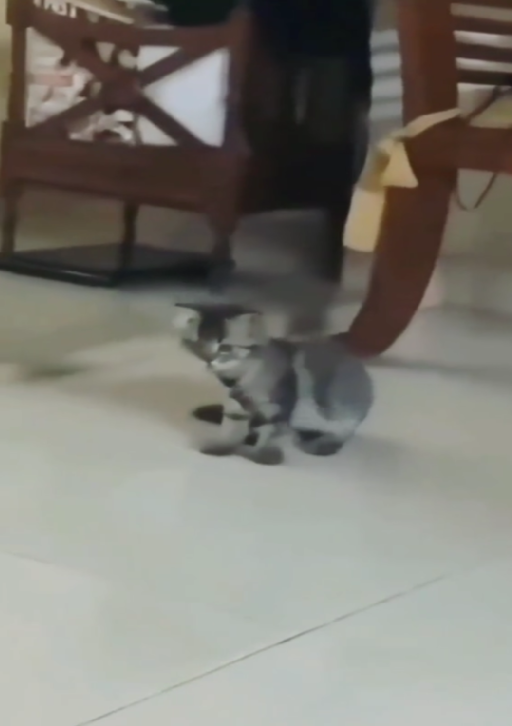 hewanrandom1's tweet photo. Kucing kalau lagi random tuh nggak ada obat 😭🐱
nonton video di : https://t.co/wKfSJ45kb5
video lain ada di bio
#hewan #lucu #malam #kamis #malamjumat Amanda Zahra untuk kemakmuran rakyat #ShopeeTelurBuah50Persen #golkarjagakuotaperempuan Ratna Sarumpaet #diplomasiaktifindonesia https://t.co/pTwN7euGjW