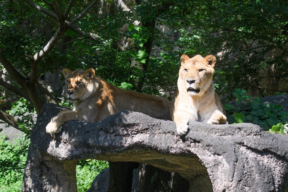 ライオンのお二人。 浜松市動物園 202606