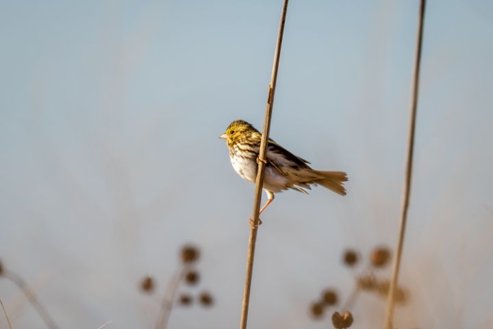 DebraMartz's tweet photo. Art of the Day! "Savannah Sparrow in Golden Light". Buy at: https://t.co/4lYHhIvUbg https://t.co/XaJJlpCBp2