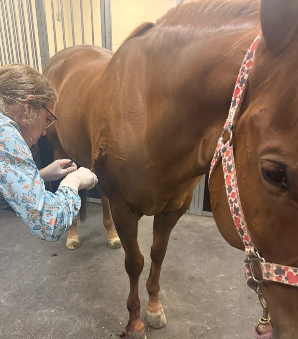 Diegoranchinc's tweet photo. 🚨 UPDATE ON... Rocket, owned by Keira Weisbart. ROCKET was stabbed three times with some other attempted wounds. He got stitched up and is expected to make a full recovery. His owner shared that swelling's down and he's walking comfortably on rehab walks. https://t.co/HTmICKnfFq