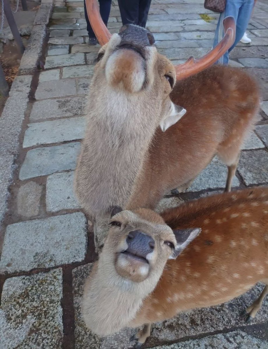 Deerpostss's tweet photo. Post smoke sesh when you and bro are geeked tf out https://t.co/EXHty3JM0f