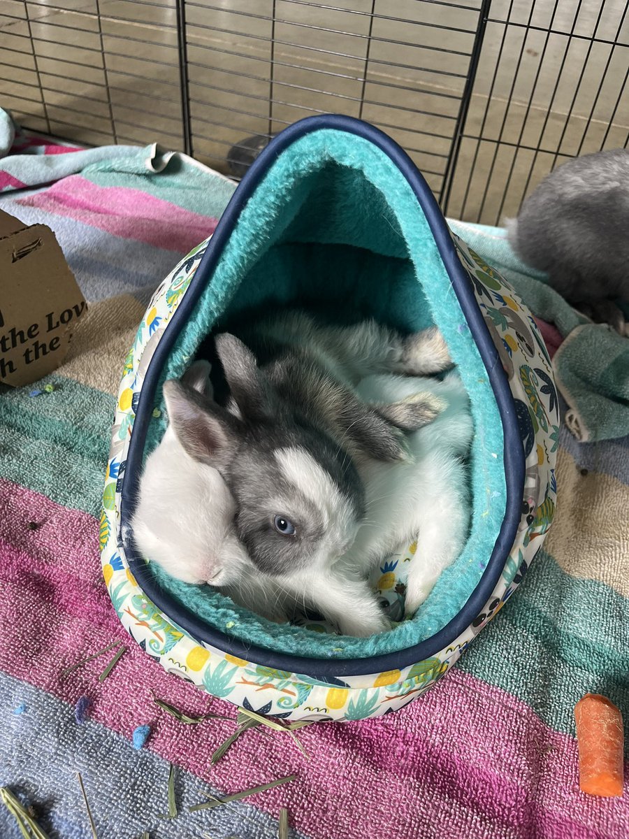 Wild_Backyard's tweet photo. The sleepy bun shuffle https://t.co/yGqVw50I7E