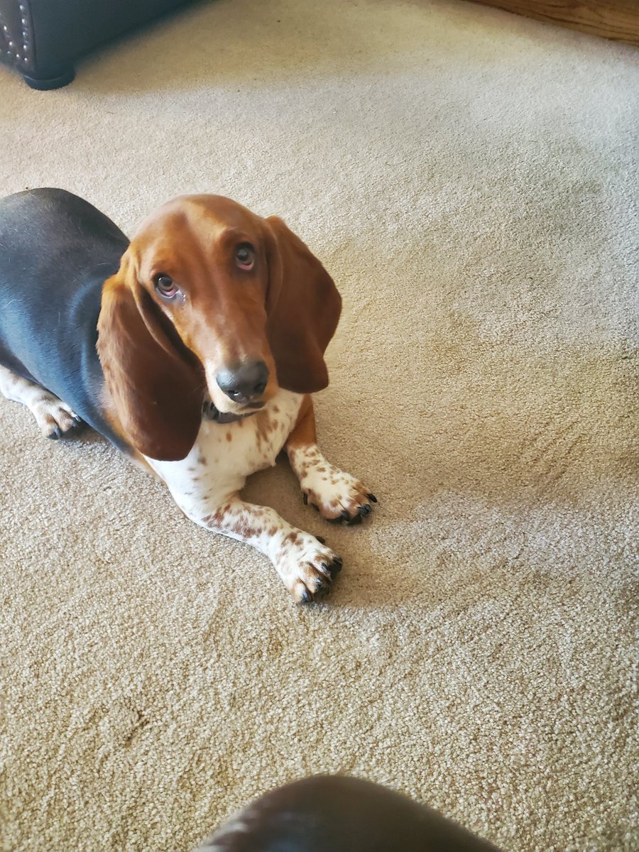 Breeg___'s tweet photo. I already have a regular chinwag with this fellow and I tell him what a handsome good boy he is, and he says "STFU and go fetch me a scooby snack." Really don't need a bunch of AI decoding to figure that out. https://t.co/fp95qBHo0d