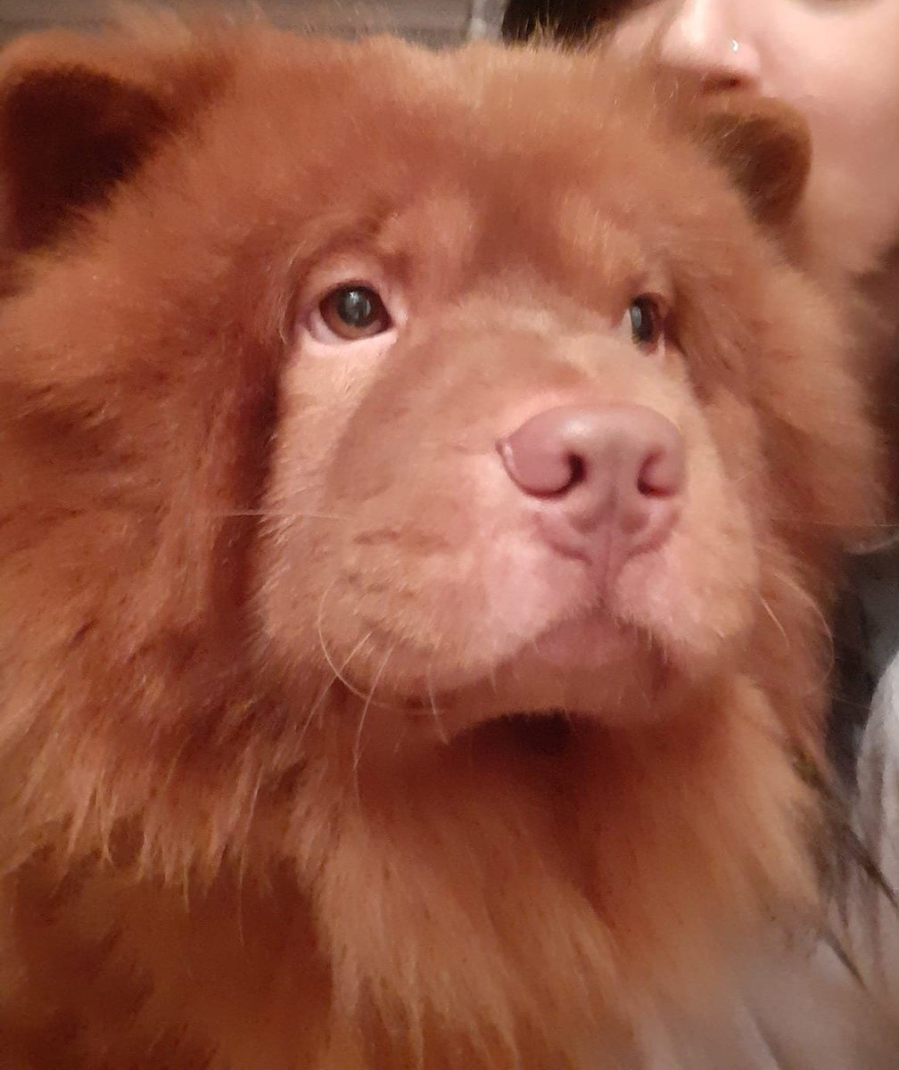millypod1's tweet photo. 🆘2 JUNE 2026 #Lost Wolfy #ScanMe
Chow Chow Male
Outside the shop at end of #Lowesmoor then ran up #RainbowHill #WR1 
#Worcester #Worcestershire 
Has collar and metal lead attached. Nervous of men.
https://t.co/bIoRBkACFf https://t.co/DODarsLfaO