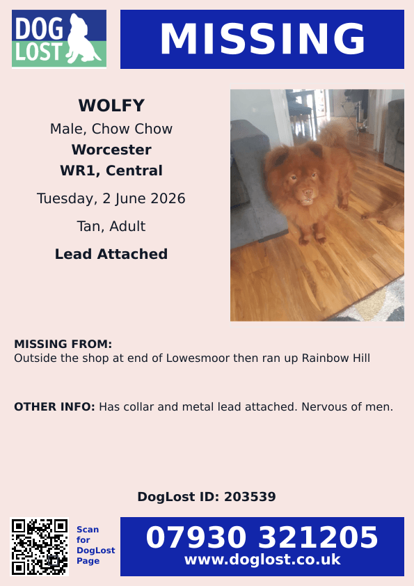 millypod1's tweet photo. 🆘2 JUNE 2026 #Lost Wolfy #ScanMe
Chow Chow Male
Outside the shop at end of #Lowesmoor then ran up #RainbowHill #WR1 
#Worcester #Worcestershire 
Has collar and metal lead attached. Nervous of men.
https://t.co/bIoRBkACFf https://t.co/DODarsLfaO