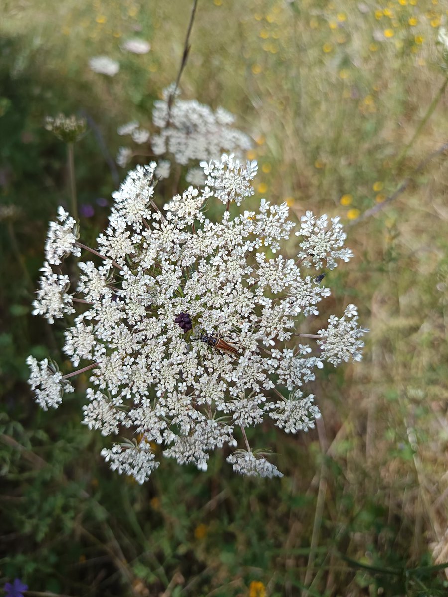 Par_Dessus_Flo's tweet photo. Les fleurs que j'ai vue cette semaine ! https://t.co/HLPEM2V9He