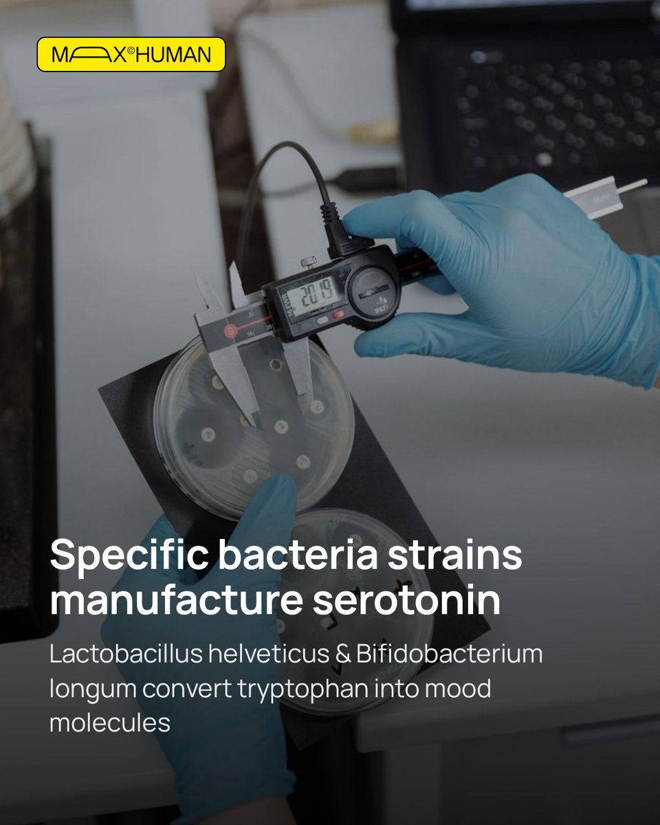 themaxhuman's tweet photo. Your gut makes 90% of your serotonin, not your brain. Lactobacillus helveticus literally manufactures mood chemicals from tryptophan. This is why your mental health tanks when digestion is off. What gut-supporting foods do you prioritize? https://t.co/yu2a9eYHw8