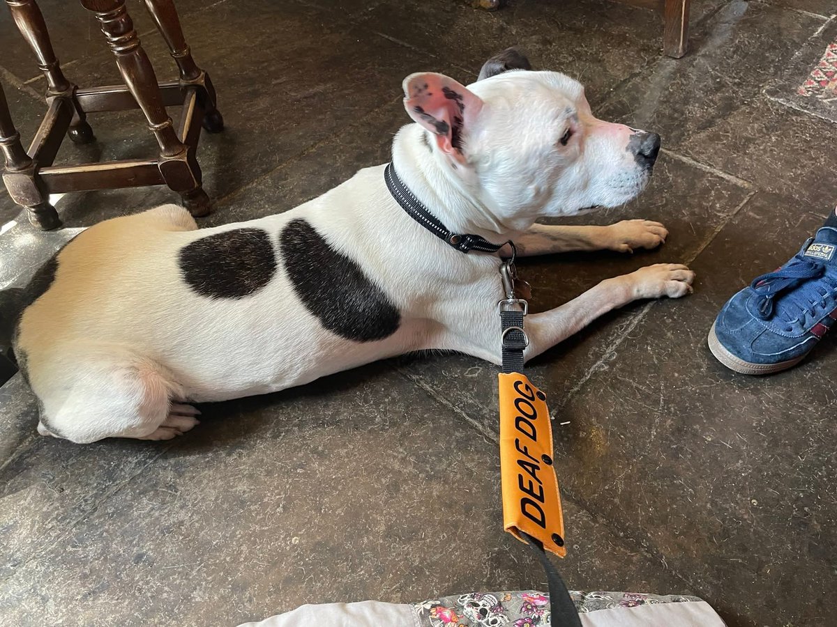 SeniorStaffy's tweet photo. MURPHY FOSTER UPDATE 💜
"We've had a few adventures,firstly a camping trip which he took in his stride. He loved the fact that all tables were in reach as was the BBQ, he did manage to grab himself a corn 😆 He also enjoyed the pub &amp; has found his lookout post in the garden 👀❤️" https://t.co/rpwLbQWnUl