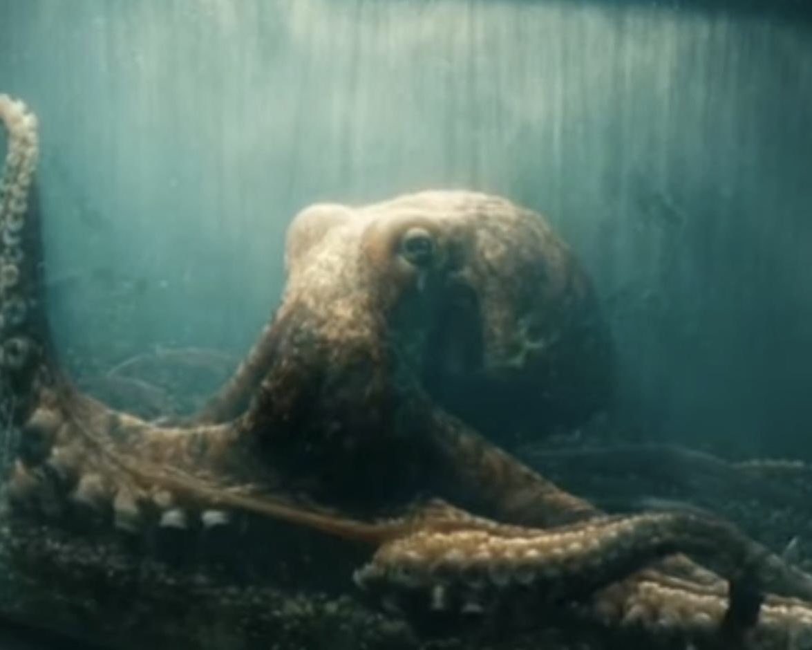 DailyNoud's tweet photo. Travis Scott and Ambrosius, the octopus, are reportedly dating. https://t.co/vRJeihN0bx