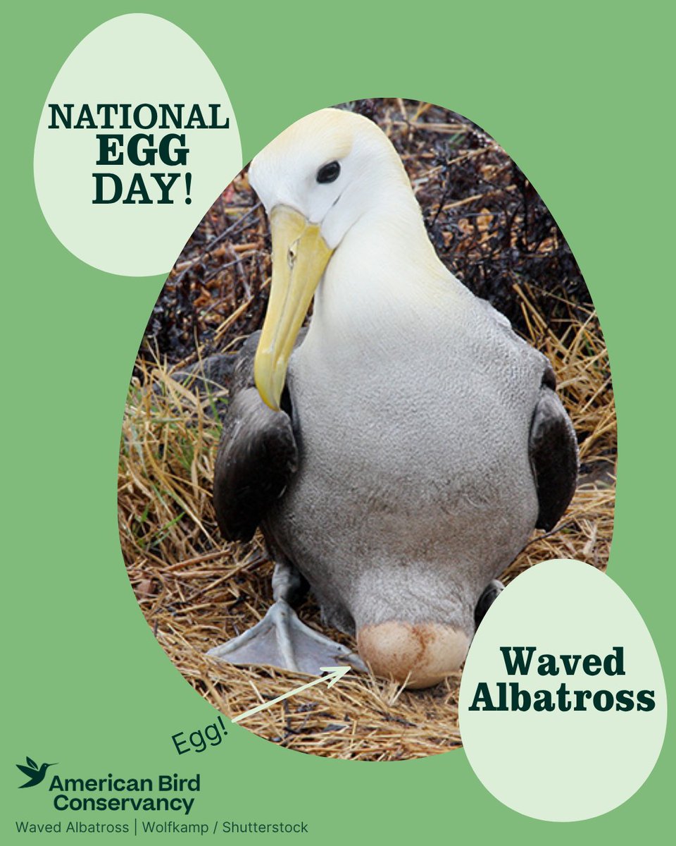 ABCbirds's tweet photo. 🥚It's National Egg Day — time to shell-ebrate! 
Did you know not all bird eggs are oval? 
Many seabirds, like murres, lay “pyriform” (pear-shaped) eggs — when bumped, these eggs roll in a tight circle instead of straight off a cliff ledge. 
More:
https://t.co/Un5NTsCY36 https://t.co/nvrVzvAvPo