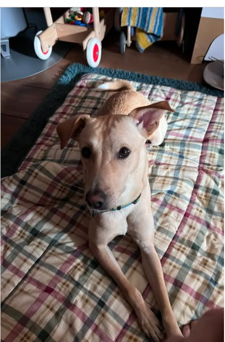 millypod1's tweet photo. 🆘2 JUNE 2026 #Lost Will #ScanMe
Cross Breed Male
#Greenway #Epsom #Surrey #KT18
DO NOT chase or call
Contact owner sightings &amp; location ☎️07757511104
https://t.co/JdMuSUHFsA https://t.co/gnTh0QKy8d