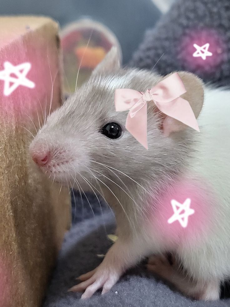 Rat tweet media