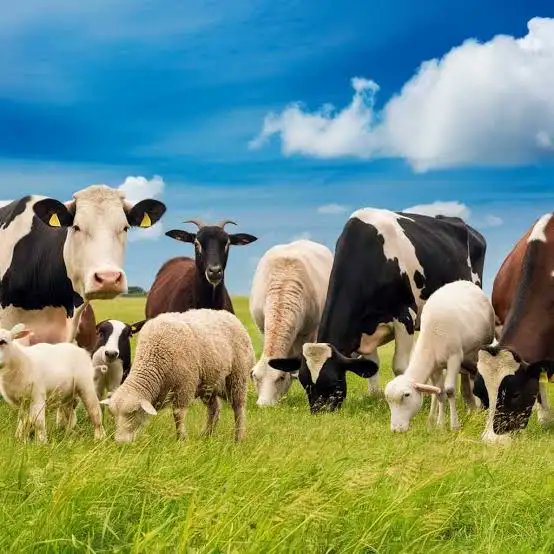 hormonedietdoc's tweet photo. If you want to save the planet, give all the Ruminant animals more healthy grazing land to produce more Ruminant animals https://t.co/lRgUO4eOHA
