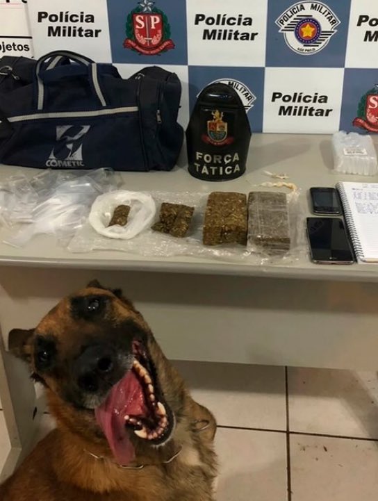 choquei's tweet photo. 🚨VEJA: Cãozinho policial posando para foto após cumprir o trabalho. https://t.co/Dg8pdcIuA5