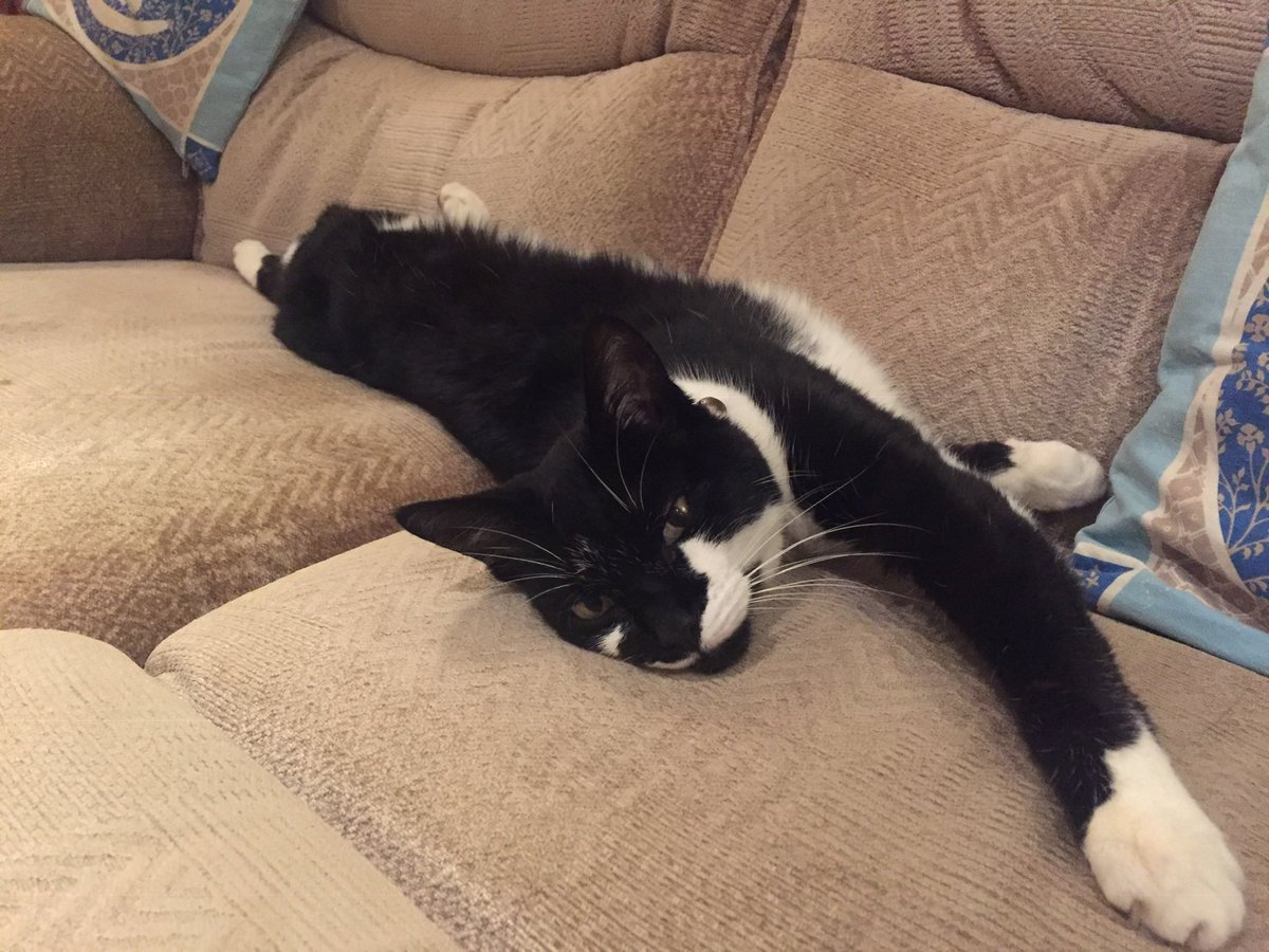 eileen_steele's tweet photo. @TreasuryMog Binx would like to join in from 🌈side. #GladdersYoga https://t.co/adOHisFPhq