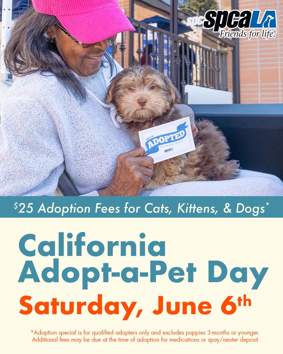 abc7community's tweet photo. Amira is a 2-year-old Chihuahua Mix 🐶🐕🤩

She is extremely affectionate and loves meeting new people. 

Mark your calender for California Adopt -a-Pet Day Saturday, June 6th.

Photo @spcala

Available for adoption at the spcaLA Pet Adoption Center at 11am. https://t.co/1C33YDRpRw