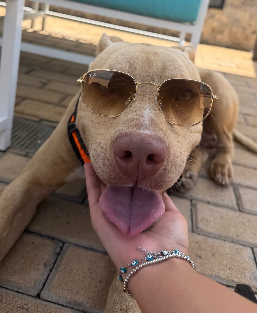 AggielandHumane's tweet photo. What happens if you give Dobby a pair of @ray_ban sunglasses? 🤔 https://t.co/agTLoDcd7C