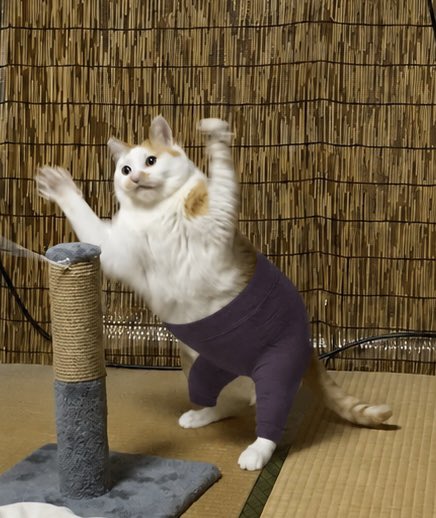 pocoayu's tweet photo. ヨガパンツ
#猫
#保護猫
#流行り https://t.co/FyR2nybkIu