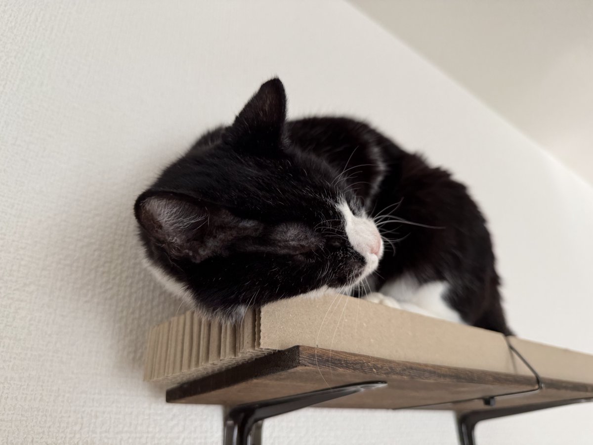 arm_ota's tweet photo. おはようございます🐾 https://t.co/ofLxywR6OM