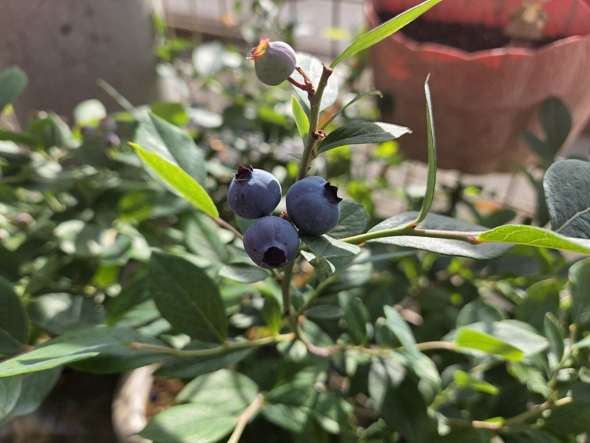 pokkunzero's tweet photo. 自宅ガーデン通信
今年も朝顔が芽吹きました
宇治のお寺で分けたもらった種、世代を繋いでいくねー

ブルーベリーも絶好調、ヨーグルトに添えるとうまいのよ

絶好調といえば、メダカの浮草もあっという間に増えていた https://t.co/tw7C1z0Lt9