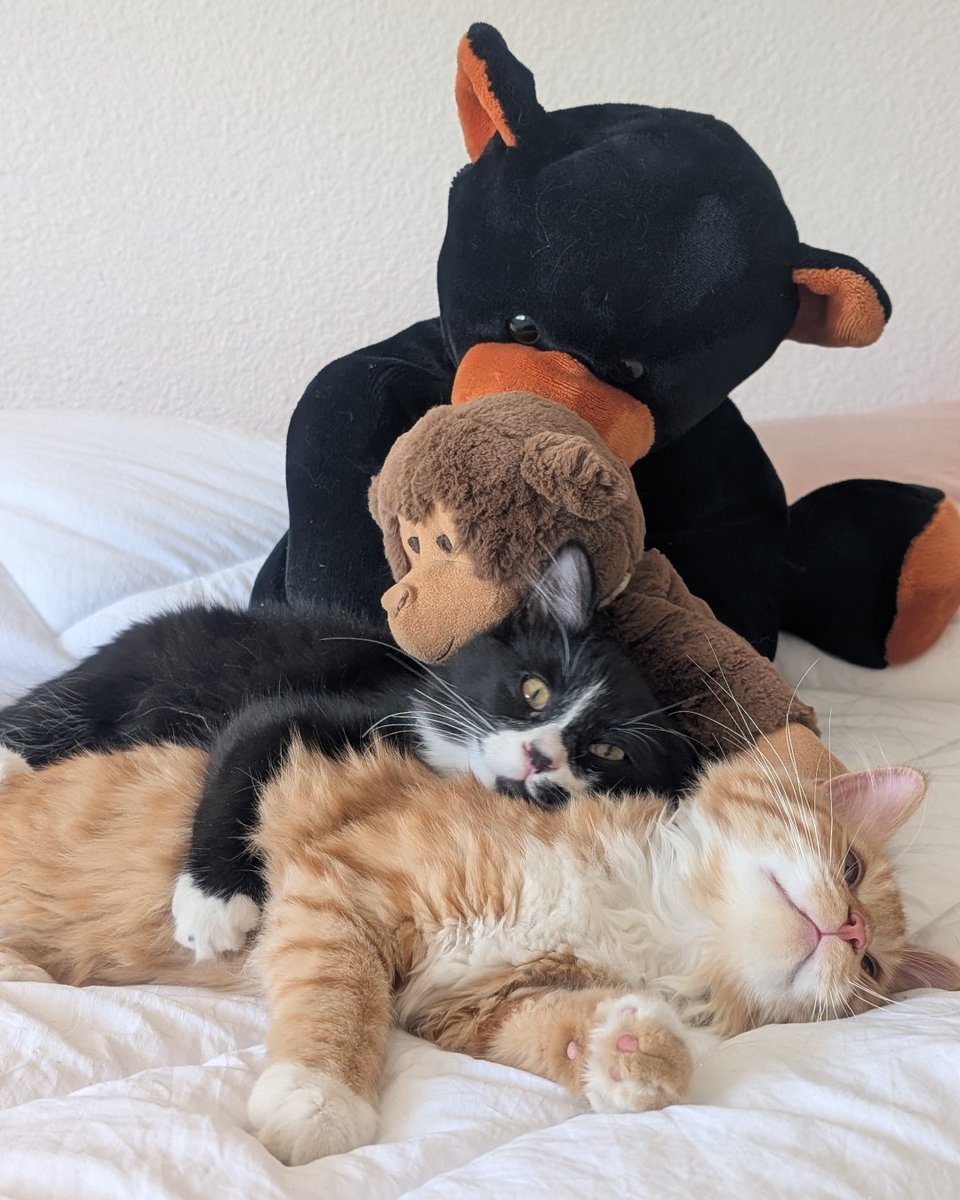 getspotcovered's tweet photo. snuggles 🥰 https://t.co/vChNs3ims0