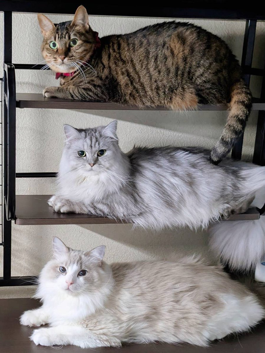 saramishura's tweet photo. 好きなもふもふを��んでね🐱🐾 https://t.co/2lene8H7bv