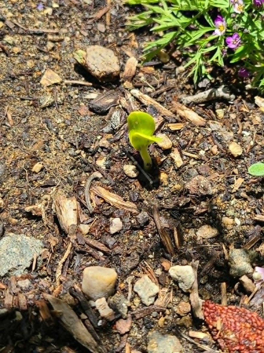 bluebirdpoopies's tweet photo. Been out in the garden on a video call with my daughter and I was showing her the garden when I noticed this little beauty. I have planted over ten of these seeds and after many weeks I finally got one to pop. I hope some others come up too.🤞
Moon and stars watermelon https://t.co/eltbvvJ4k1
