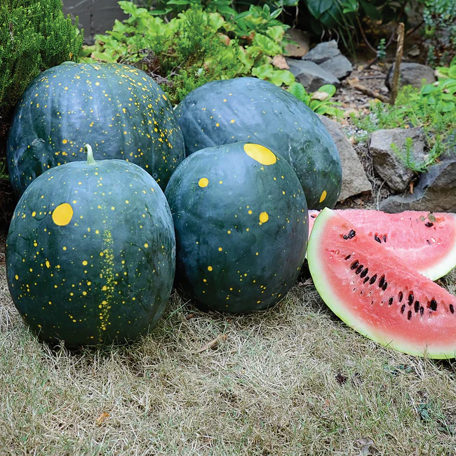 bluebirdpoopies's tweet photo. Been out in the garden on a video call with my daughter and I was showing her the garden when I noticed this little beauty. I have planted over ten of these seeds and after many weeks I finally got one to pop. I hope some others come up too.🤞
Moon and stars watermelon https://t.co/eltbvvJ4k1