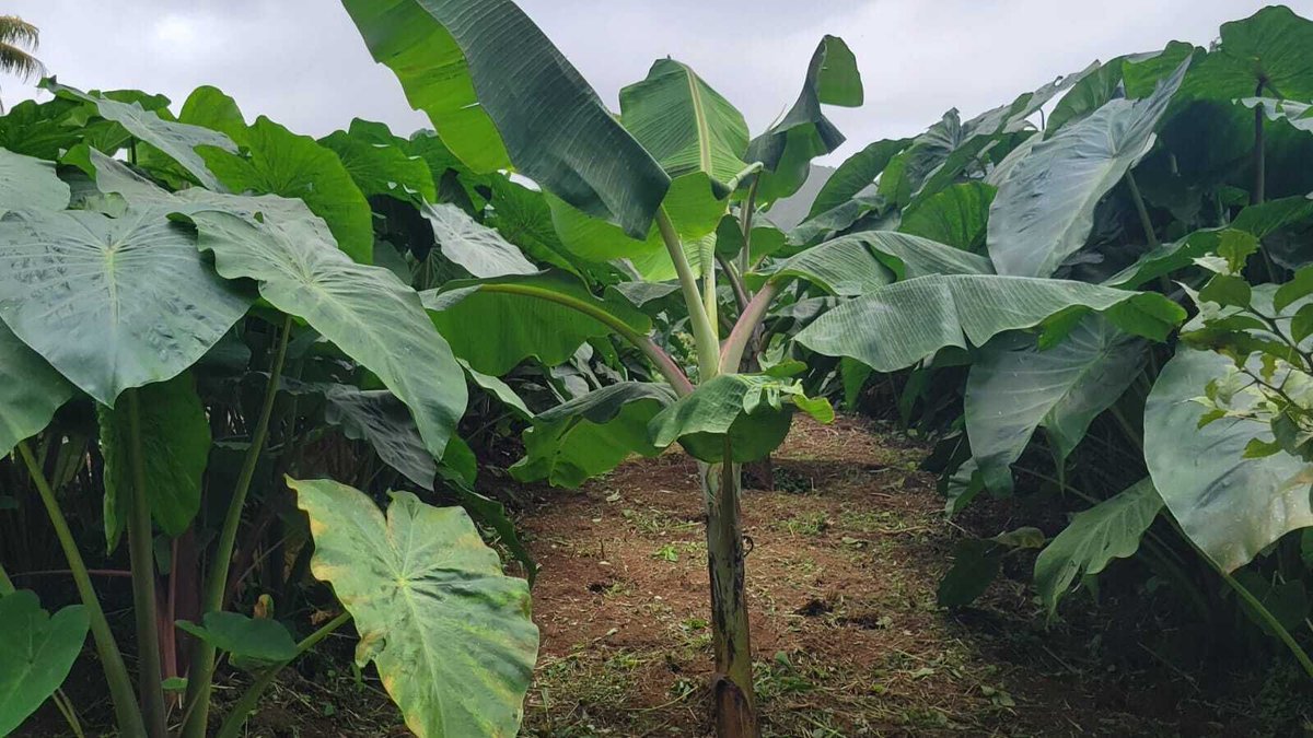 CARDIcaribbean's tweet photo. 🌾Over 50 farmers, students &amp; extension officers joined CARDI SVG &amp; MOA for a Field Day in Region 3! Under the ITC Food Security Project, we showed how intercropping dasheen &amp; plantains beats monocropping by boosting yields, slashing chemical costs &amp; restoring soil health. 🇻🇨🥔🍌 https://t.co/yobHB6t8UB