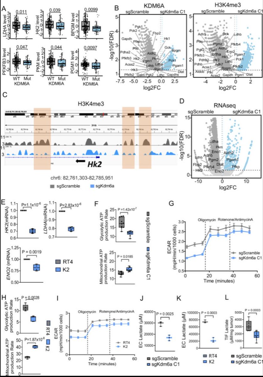 urotoday's tweet photo. Loss of KDM6A-mediated genomic instability and metabolic reprogramming regulates response to therapeutic perturbations in #BladderCancer. #AuthorCommentary from @SGoswamiMDPhD @UTMDAnderson on UroToday > https://t.co/vwIaoKh8nC @NatureComms https://t.co/LWsVDxHUXr