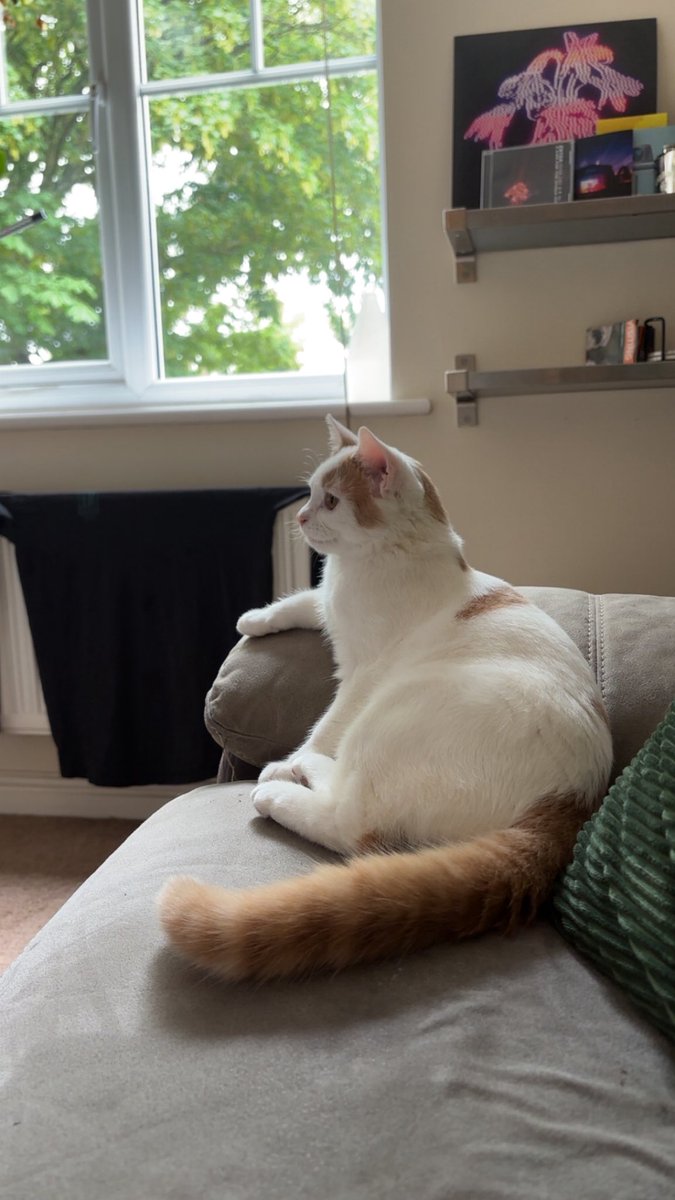 MegShadowss's tweet photo. @OhMyEmz Also cat sitting like human https://t.co/3n7B6Rz5C5