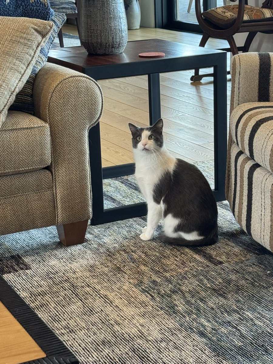 Randompnt's tweet photo. @omgsidewalks I named one of my cats Finn McCool. Irish folklore. It really fit my gentle giant. Good luck. I think it’s a baller name. https://t.co/Zhdfmfe9RV